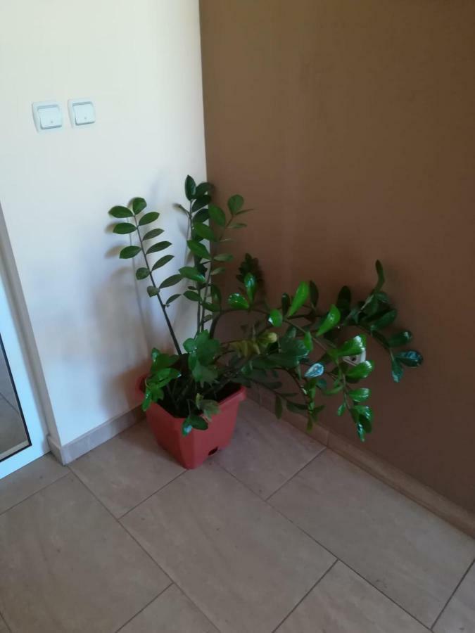 Apartmán Laura Bibinje Exteriér fotografie